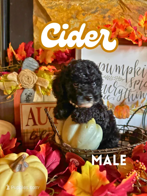 Cider AKC – Poodle - Toy  puppy for sale in Palatka, FL