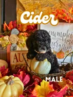 Cider AKC, a male Poodle - Toy  for sale in Palatka, FL – 1 of 2