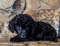 Reduced price: little AKC male, a male Poodle - Toy  for sale in Palatka, FL – 1 of 7