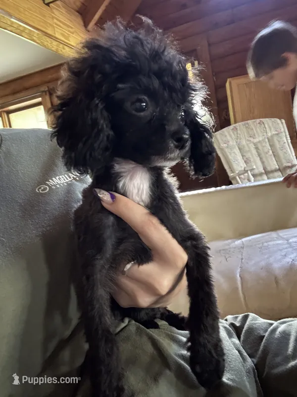 Flora AKC  – Poodle - Toy  puppy for sale in Palatka, FL