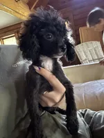 TINY Flora AKC , a female Poodle - Toy  for sale in Palatka, FL – 2 of 6