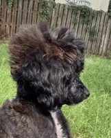 TINY Flora AKC , a female Poodle - Toy  for sale in Palatka, FL – 3 of 6