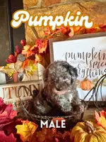 Pumpkin AKC, a male Poodle - Toy  for sale in Palatka, FL – 2 of 2