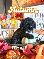 Autumn AKC, a female Poodle - Toy  for sale in Palatka, FL – 2 of 3
