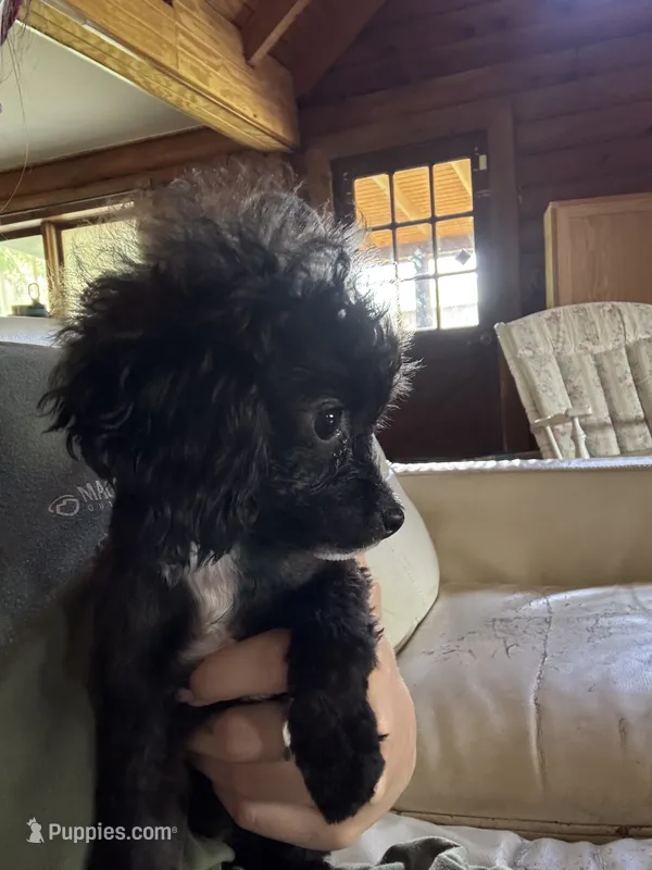 TINY Flora AKC  – Poodle - Toy  puppy for sale in Palatka, FL