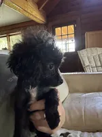 TINY Flora AKC , a female Poodle - Toy  for sale in Palatka, FL – 1 of 6