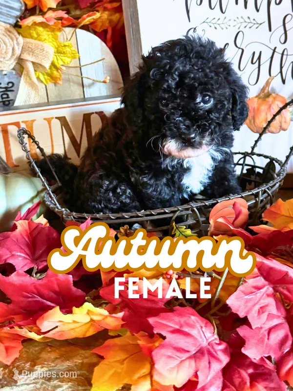 Autumn AKC – Poodle - Toy  puppy for sale in Palatka, FL