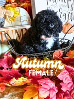 Autumn AKC, a female Poodle - Toy  for sale in Palatka, FL – 1 of 3