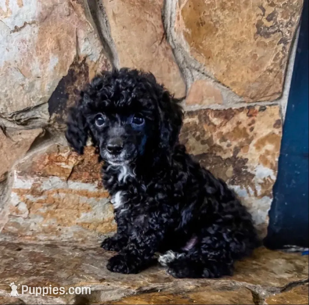 Reduced price: little AKC male, a male Poodle - Toy  for sale in Palatka, FL – 2 of 7