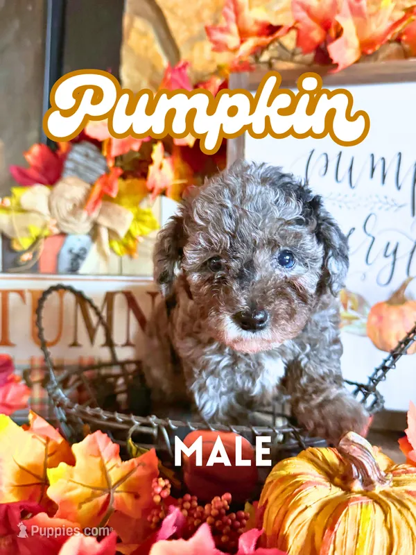 Pumpkin AKC – Poodle - Toy  puppy for sale in Palatka, FL
