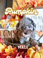 Pumpkin AKC, a male Poodle - Toy  for sale in Palatka, FL – 1 of 2