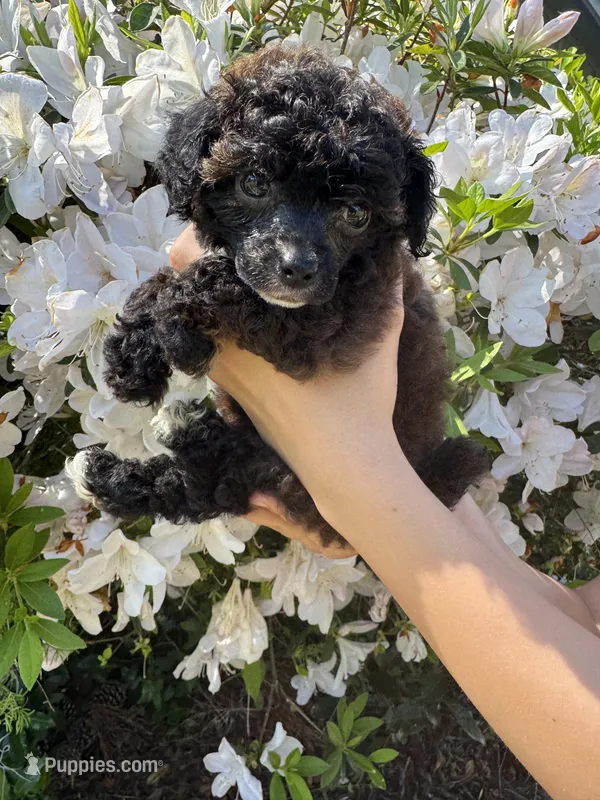 Flora AKC  – Poodle - Toy  puppy for sale in Palatka, FL