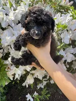 Flora AKC , a female Poodle - Toy  for sale in Palatka, FL – Photo 2 of 5