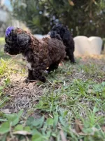 Flora AKC , a female Poodle - Toy  for sale in Palatka, FL – Photo 5 of 5