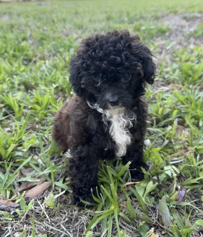 Flora AKC  – Poodle - Toy  puppy for sale in Palatka, FL