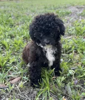 Flora AKC , a female Poodle - Toy  for sale in Palatka, FL – 2 of 8