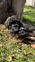 Flora AKC , a female Poodle - Toy  for sale in Palatka, FL – Photo 1 of 5