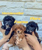 Flora AKC , a female Poodle - Toy  for sale in Palatka, FL – Photo 3 of 5