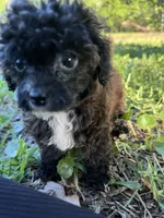 Flora AKC , a female Poodle - Toy  for sale in Palatka, FL – 1 of 8