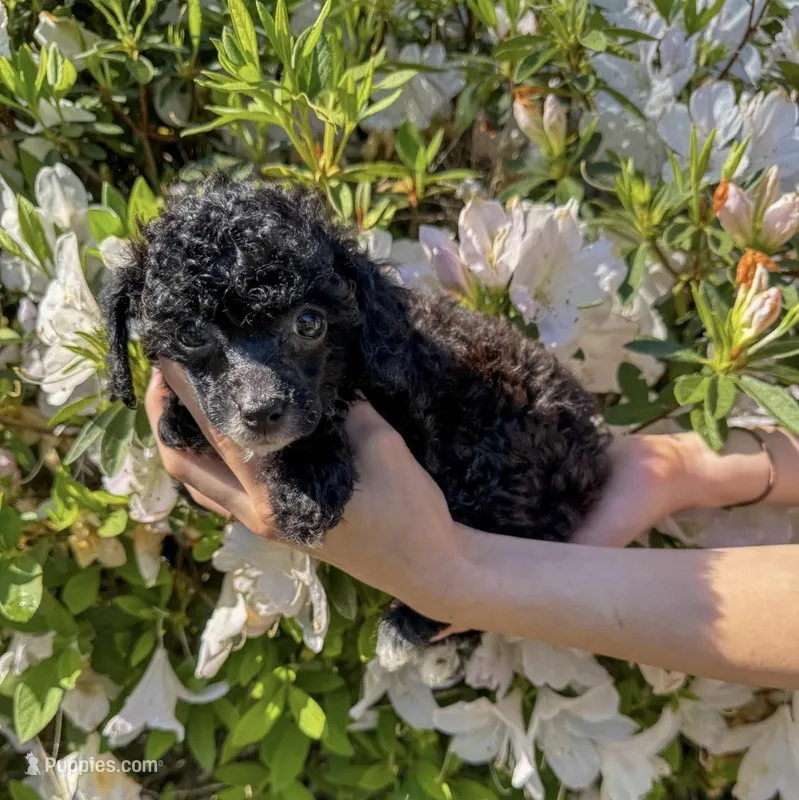 Flora AKC  – Poodle - Toy  puppy for sale in Palatka, FL