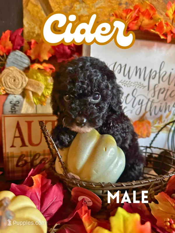 Cider AKC – Poodle - Toy  puppy for sale in Palatka, FL