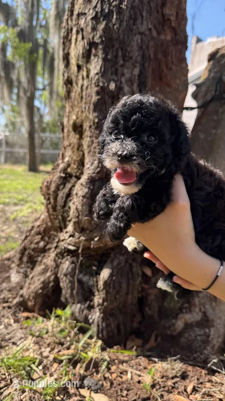 Merriweather AKC – Poodle - Toy  puppy for sale in Palatka, FL