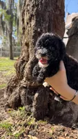 Merriweather AKC, a female Poodle - Toy  for sale in Palatka, FL – Photo 1 of 4