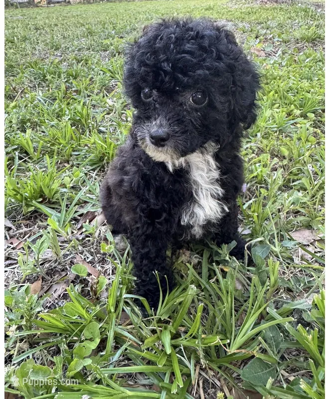 Merriweather AKC – Poodle - Toy  puppy for sale in Palatka, FL