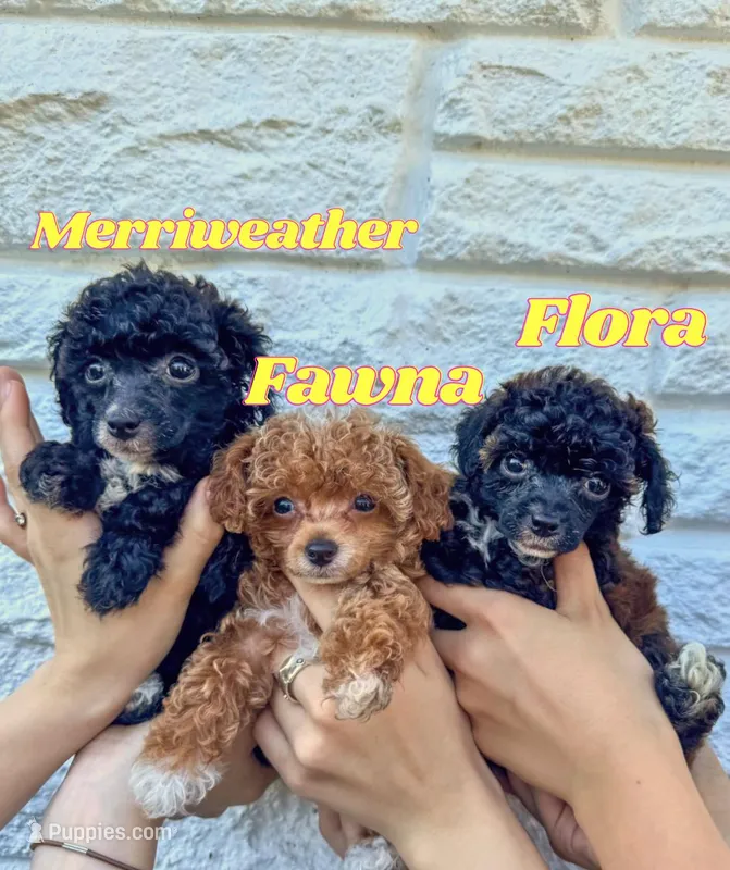 Merriweather AKC – Poodle - Toy  puppy for sale in Palatka, FL