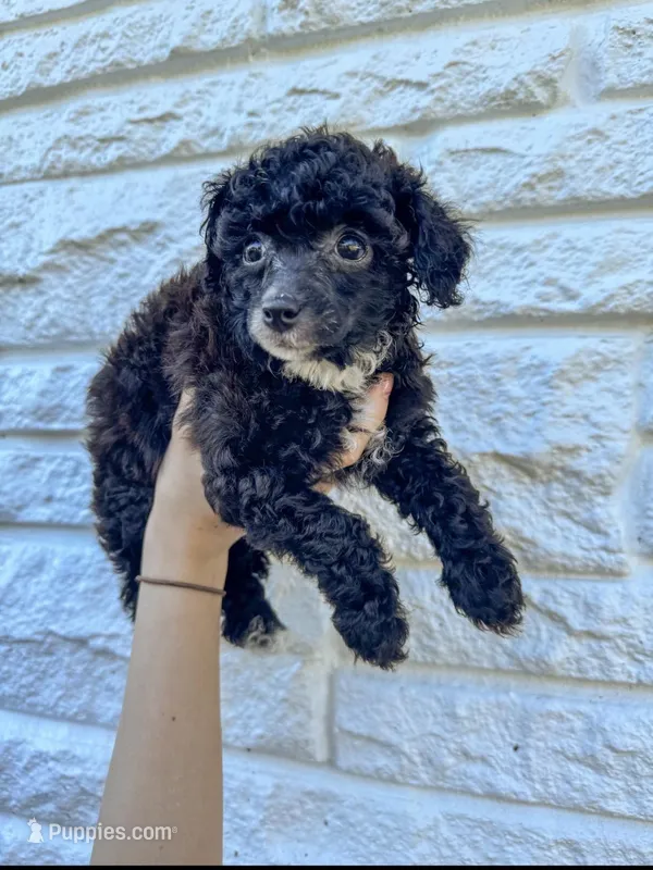 Merriweather AKC – Poodle - Toy  puppy for sale in Palatka, FL
