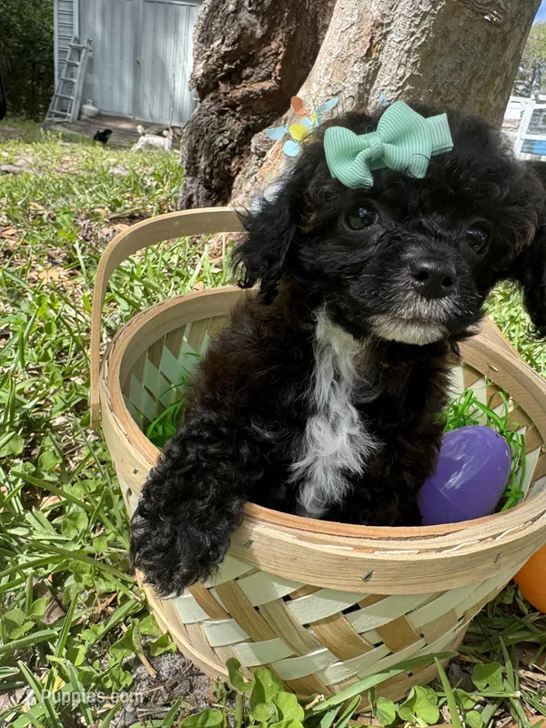Merriweather AKC – Poodle - Toy  puppy for sale in Palatka, FL