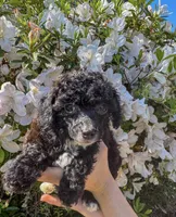 Merriweather AKC, a female Poodle - Toy  for sale in Palatka, FL – Photo 2 of 4