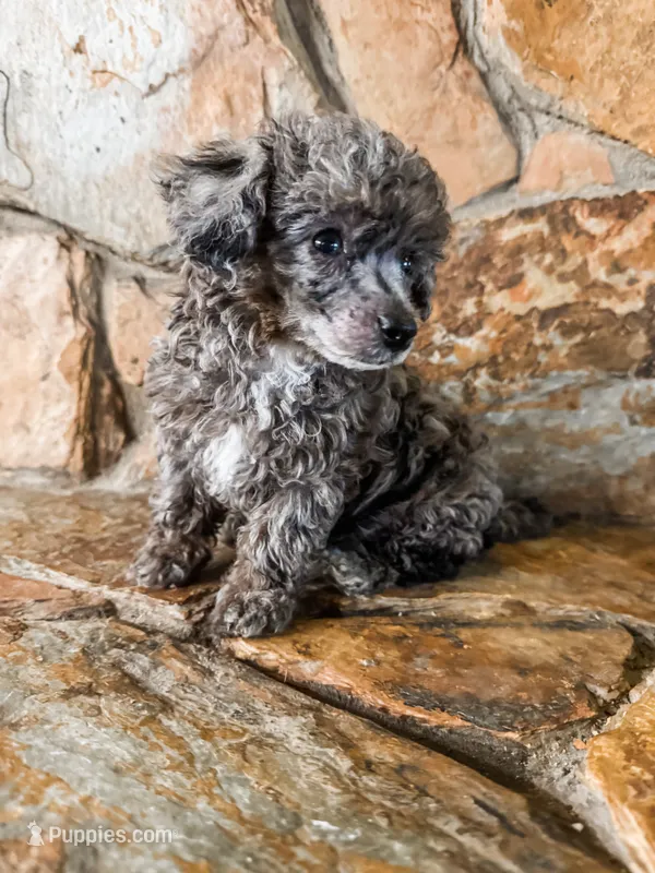 Pumpkin AKC – Poodle - Toy  puppy for sale in Palatka, FL