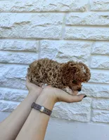 Fawna AKC , a female Poodle - Toy  for sale in Palatka, FL – Photo 2 of 5