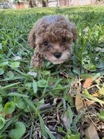 Fawna AKC , a female Poodle - Toy  for sale in Palatka, FL – Photo 3 of 5