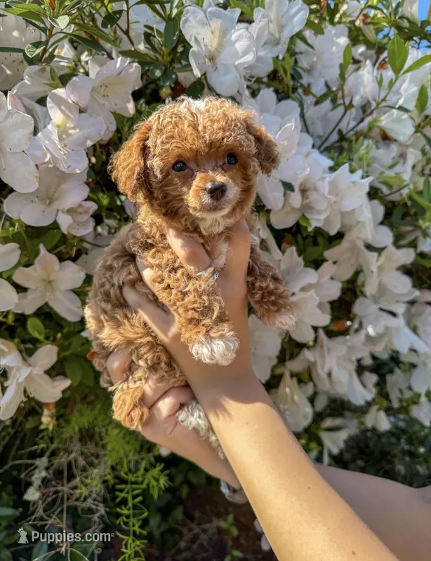Fawna AKC  – Poodle - Toy  puppy for sale in Palatka, FL
