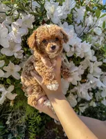 Fawna AKC , a female Poodle - Toy  for sale in Palatka, FL – Photo 1 of 5