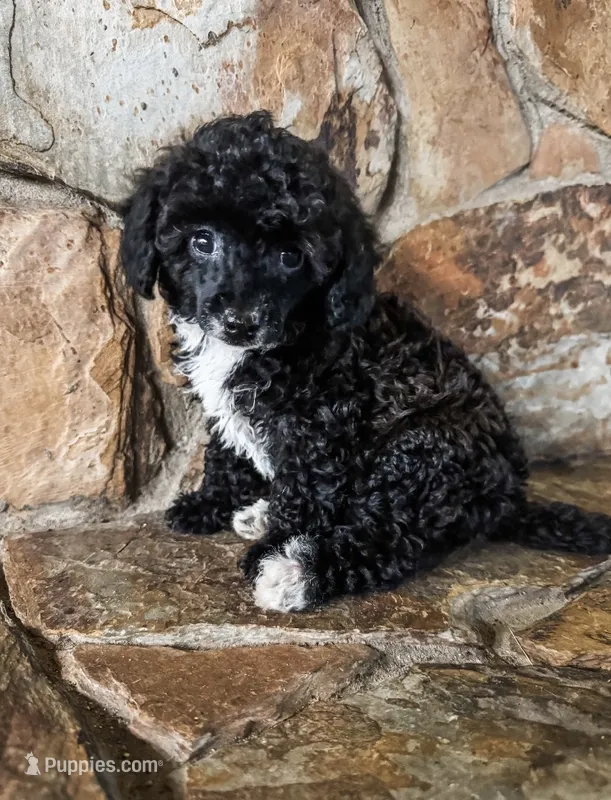 Autumn AKC – Poodle - Toy  puppy for sale in Palatka, FL