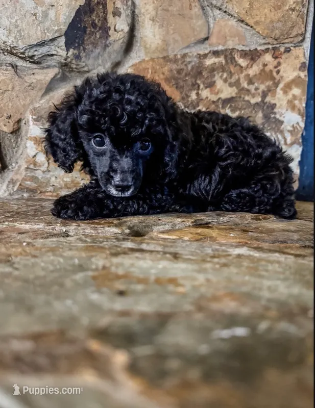 Cider AKC – Poodle - Toy  puppy for sale in Palatka, FL