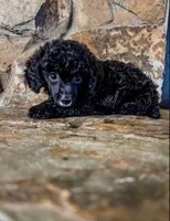 Reduced price: little AKC male, a male Poodle - Toy  for sale in Palatka, FL – 4 of 7