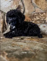 Reduced price: little AKC male, a male Poodle - Toy  for sale in Palatka, FL – 7 of 7
