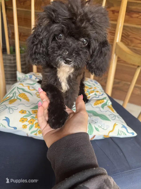TINY Flora AKC  – Poodle - Toy  puppy for sale in Palatka, FL
