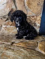 Reduced price: little AKC male, a male Poodle - Toy  for sale in Palatka, FL – 3 of 7