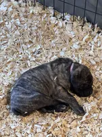 Cane Corso , a female Cane Corso for sale in Ramseur, NC – 6 of 10