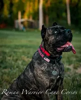 Cane Corso , a female Cane Corso for sale in Ramseur, NC – 2 of 10