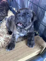 Cane Corso , a female Cane Corso for sale in Ramseur, NC – 10 of 10