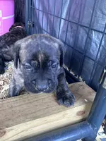 Cane Corso , a female Cane Corso for sale in Ramseur, NC – 9 of 10