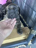 Cane Corso , a female Cane Corso for sale in Ramseur, NC – 7 of 10