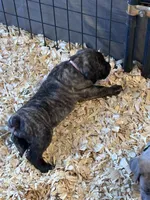 Cane Corso , a female Cane Corso for sale in Ramseur, NC – 5 of 10