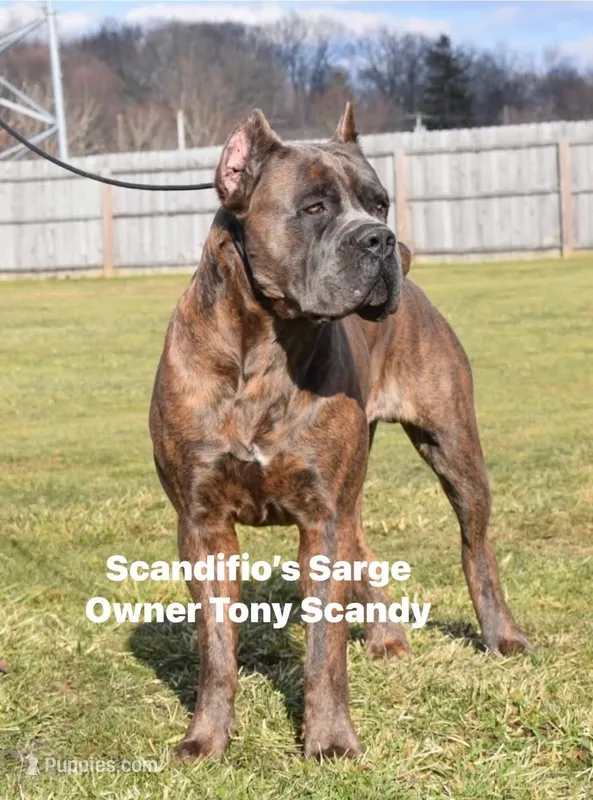 Cane Corso  – Cane Corso puppy for sale in Ramseur, NC
